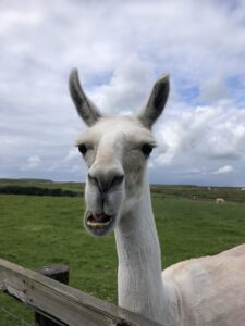lama